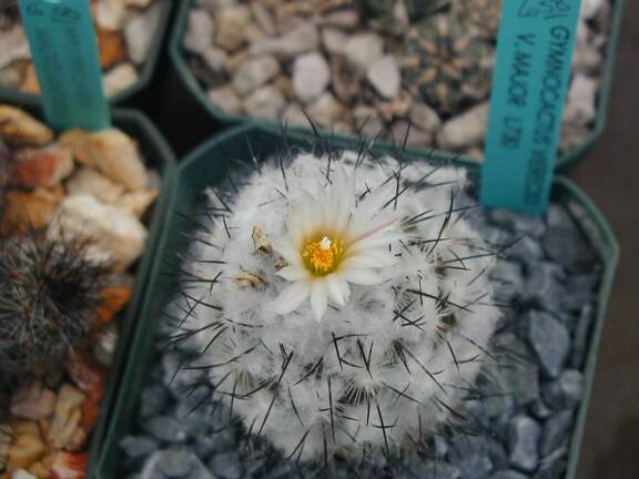 Gymnocactus viereckii v  major L730