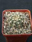 Gumnocalicium quelianum v flavispinum