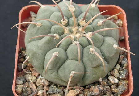 Gumnocalicium vatteri v malii (1936 відвідувань) Gumnocalicium vatteri v malii