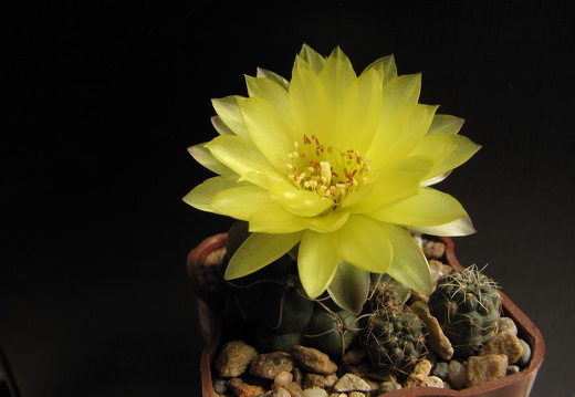 Gymnocalycium andreae GP66 (2169 відвідувань) Gymnocalycium andreae GP66
