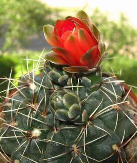 Gymnocalycium baldianum B FG