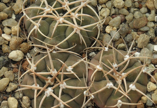 Gymnocalycium bayrianum (1797 відвідувань) Gymnocalycium bayrianum