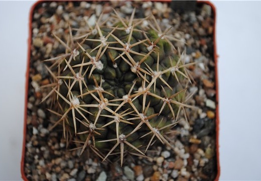 Gymnocalycium borthii WP 92-167-285 (1648 відвідувань) Gymnocalycium borthii WP 92-167-285