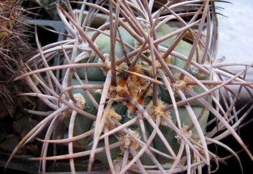 Gymnocalycium cardenasianum (1869 відвідувань) Gymnocalycium cardenasianum