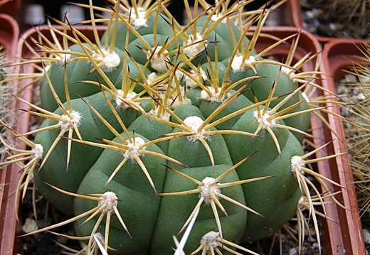 Gymnocalycium chiquitanum (1758 відвідувань) Gymnocalycium chiquitanum
