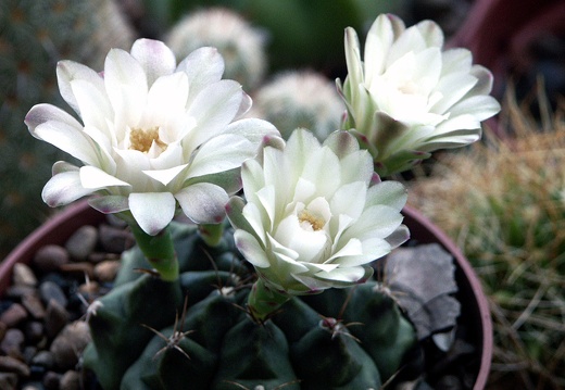 Gymnocalycium damsii (1744 відвідувань) Gymnocalycium damsii