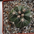 Gymnocalycium fleischerianum HU 304 (1737 відвідувань) Gymnocalycium fleischerianum HU 304