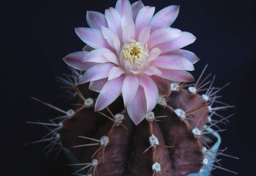 Gymnocalycium friedrichii1Pechersky (1658 відвідувань) Gymnocalycium friedrichii1Pechersky