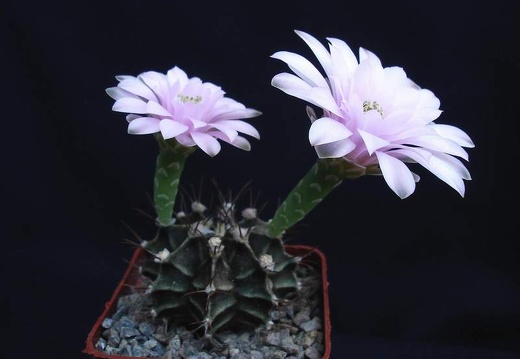 Gymnocalycium friedrichii Pechersky (1552 відвідувань) Gymnocalycium friedrichii Pechersky