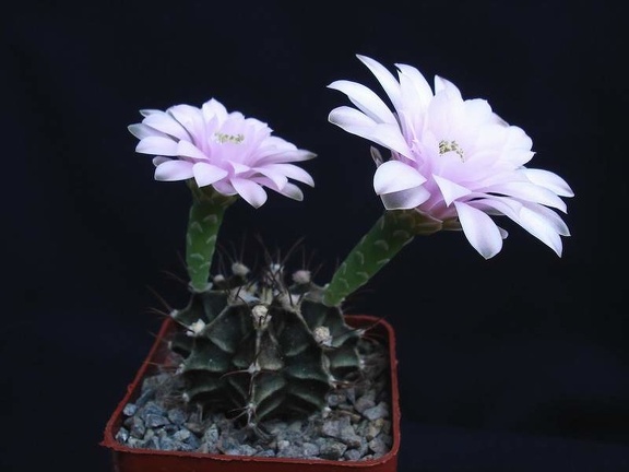 Gymnocalycium friedrichii Pechersky