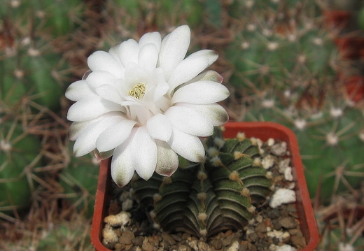 Gymnocalycium friedrichii v moserianumVos 01-014-01 (1686 відвідувань) Gymnocalycium friedrichii v moserianumVos 01-014-01