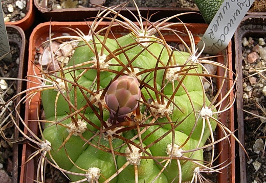 Gymnocalycium hammerschmidii (1681 відвідувань) Gymnocalycium hammerschmidii