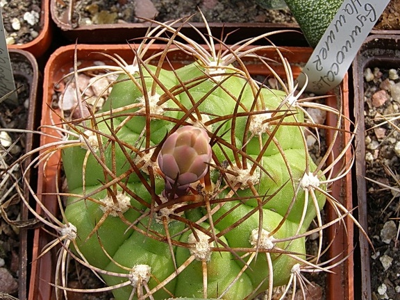 Gymnocalycium hammerschmidii