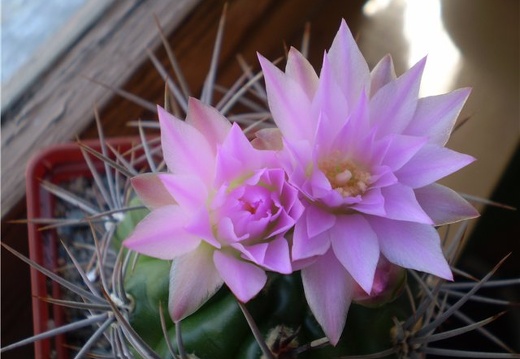 Gymnocalycium horridispinum Necro (1661 відвідувань) Gymnocalycium horridispinum Necro