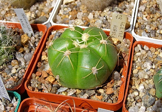 Gymnocalycium horstii (1783 відвідувань) Gymnocalycium horstii