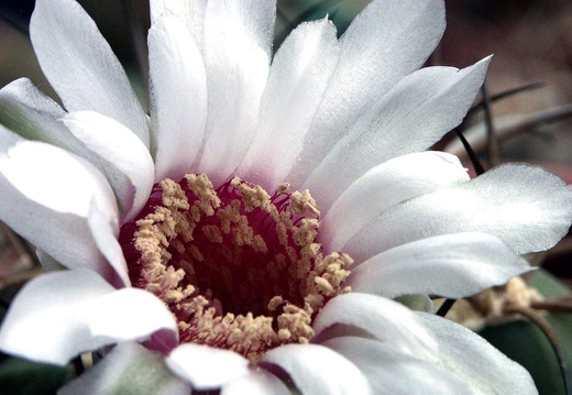 Gymnocalycium lagunilasenze (1543 відвідувань) Gymnocalycium lagunilasenze