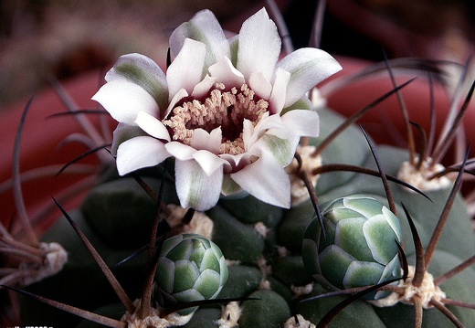 Gymnocalycium lagunilazense 1 (1639 відвідувань) Gymnocalycium lagunilazense 1
