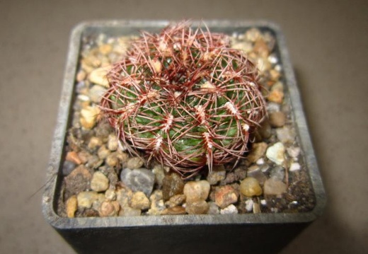 Gymnocalycium mesopotamicum P241 (1879 відвідувань) Gymnocalycium mesopotamicum P241