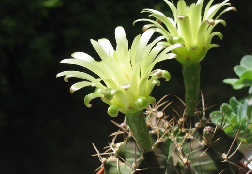 Gymnocalycium mihanovichii Baschuk FG (1610 відвідувань) Gymnocalycium mihanovichii Baschuk FG