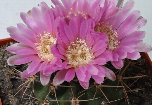 Gymnocalycium neuhuberi (1537 відвідувань) Gymnocalycium neuhuberi