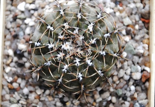 Gymnocalycium occultum P 131B (1609 відвідувань) Gymnocalycium occultum P 131B