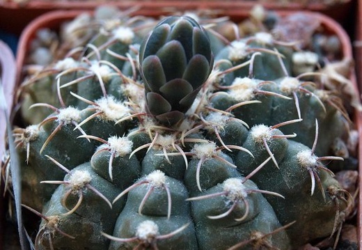 Gymnocalycium quehlianum Zoz FG (1627 відвідувань) Gymnocalycium quehlianum Zoz FG