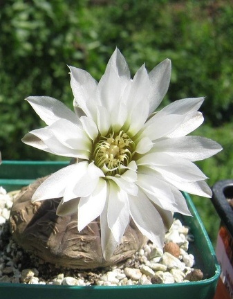 Gymnocalycium ragonesei