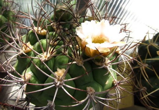 Gymnocalycium saglionis DA FG (1584 відвідувань) Gymnocalycium saglionis DA FG