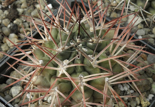 Gymnocalycium schickendantzii (1498 відвідувань) Gymnocalycium schickendantzii