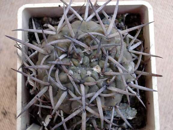 Gymnocalycium stellatum Burzak FG