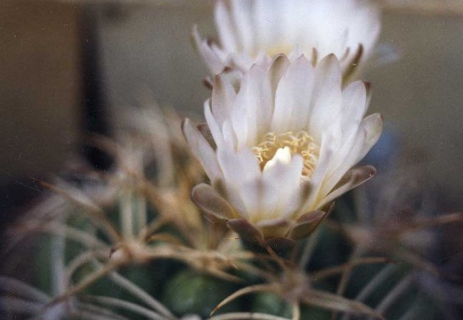 Gymnocalycium bayrianum (2727 відвідувань) Фото и растение Александра и Сергея Червинко (Винница) Gymnocalycium bayrianum