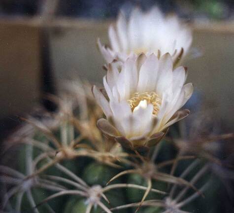 Gymnocalycium bayrianum