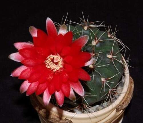 Ph Gymnocalycium baldianum1 VitNat