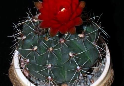 Ph Gymnocalycium baldianum VitNat (1494 відвідувань) Ph Gymnocalycium baldianum VitNat