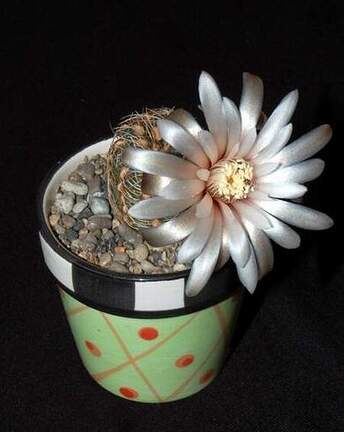 Ph Gymnocalycium papschii1 VitNat