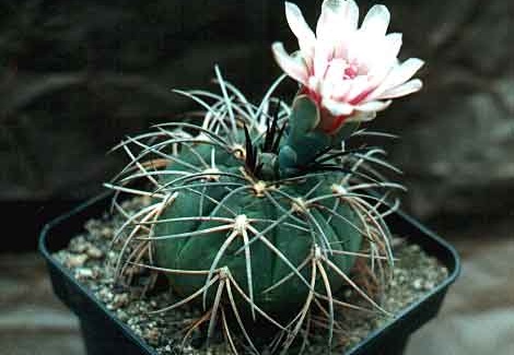 Gymnocalycium horizonthalonium (2735 відвідувань) Фото и растение Александра и Сергея Червинко (Винница) Gymnocalycium horizonthalonium