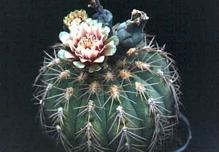 Gymnocalycium spegazzinii (2770 відвідувань) Фото и растение Александра и Сергея Червинко (Винница) Gymnocalycium spegazzinii