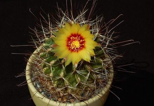 Ph Hamatocactus setispinus VitNat (1875 відвідувань) Ph Hamatocactus setispinus VitNat