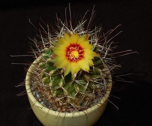 Ph Hamatocactus setispinus VitNat