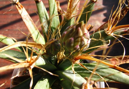 Leuchtenbergia principis 001 (1832 відвідувань) Leuchtenbergia principis 001