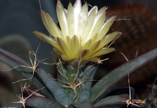 Leuchtenbergia principis 1 (1784 відвідувань) Leuchtenbergia principis 1