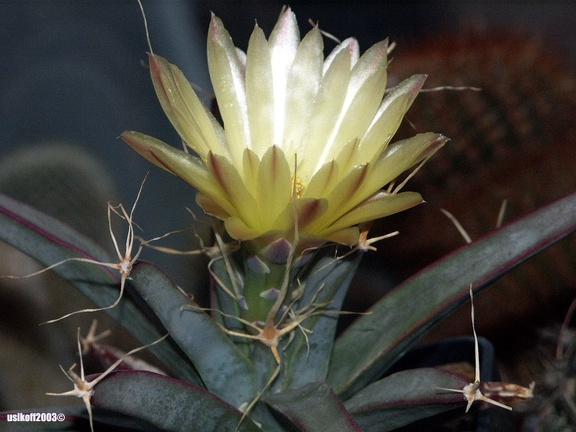 Leuchtenbergia principis 1