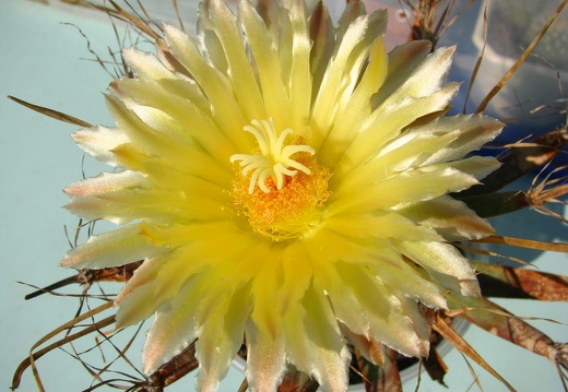 Leuchtenbergia principis flower (1863 відвідувань) Leuchtenbergia principis flower
