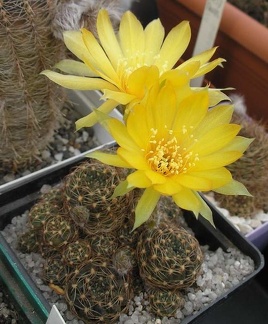 Lobivia arachnacantha Ru FG