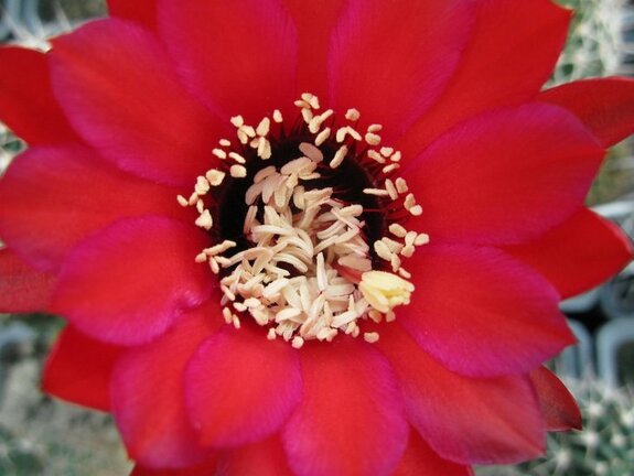 Lobivia jajoiana Krupoderov