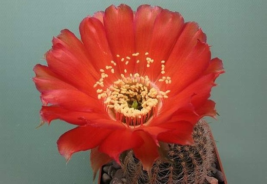 Lobivia rebutioides (1560 відвідувань) Lobivia rebutioides