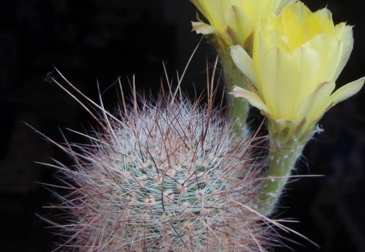 Lobivia rebutioides 001 (1497 відвідувань) Lobivia rebutioides 001