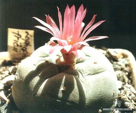 Lophophora fricii