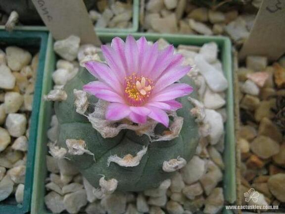 Lophophora jourdaniana