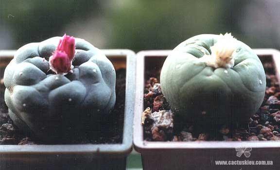 Lophophora jourdaniana и lutea